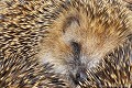 <br><br>Nom anglais du Hérisson d'Europe : European Hedgehog
<br>Autres noms français : Hérisson commun ou « hérisson » tout court
<br>Bébé hérisson paisiblement endormi avec ses frères
<br><br>Après avoir mis à l'abri les bébés Hérissons d'Europe que je venais de trouver au bord de la route, j'ai contacté le Centre de soin pour la Faune Sauvage de ma région. Bien renseignée, j'ai acheté du lait maternisé chez mon vétérinaire. J'ai débarrassé les petits hérissons de leurs parasites, et j'ai commencé avec beaucoup de patience et de douceur à les nourrir au biberon. Puis, je leur ai installé un petit nid douillet pour qu'ils restent bien au chaud.
<br>Deux jours plus tard, les petits hérissons étaient, comme prévu, transférés au Centre de soin.
<br>Cinq semaines après, toujours en contact avec le centre, j'ai récupéré les hérissons devenus plus grands et plus forts ainsi que quatre autres orphelins du même âge maintenant capables de se débrouiller seul. Avec Hervé, mon mari, nous les avons transportés dans une zone suffisamment grande et sauvage du Massif Central, hors nous semble-t-il des plus grands dangers. Nous avons attendu la tombée de la nuit pour relâcher les hérissons et n'avons quitté les lieux que le lendemain après nous être assurés que chacun d'entre eux avait repris sa liberté.
<br><br>Depuis 2008, le Hérisson d'Europe est inscrit sur la Liste Rouge mondiale de l'UICN.
<br>Depuis 2009, il est également inscrit sur la Liste Rouge des mammifères continentaux de France métropolitaine. 
<br>Il est protégé :
<br>- Au niveau international par la Convention de Berne : Annexe III
<br>- Au niveau national par le Code de l'environnement : Arrêté du 23 avril 2007 - Mammifères protégés - Article 2
<br><br>Photo réalisée en France, dans l'Allier (Auvergne)
<br><br> Hérisson d'Europe
Erinaceus europaeus
European Hedgehog 
mammifères
France
Auvergne
Allier
Bébé
Liste rouge
protégé 